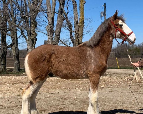 horse Willow Way Travolta (Clydesdale, 2019, from Willow Way Firestone)