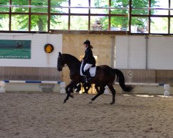 dressage horse Charmeur de Nuit (Hanoverian, 2005, from Chasseur I)