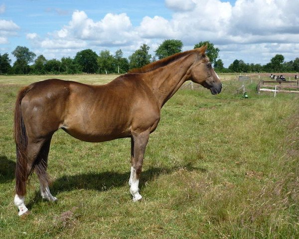 broodmare Agretta Magic (Hanoverian, 1982, from Agronom)