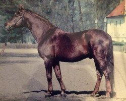 stallion Apollo (Brandenburg, 1980, from Adept 2602)