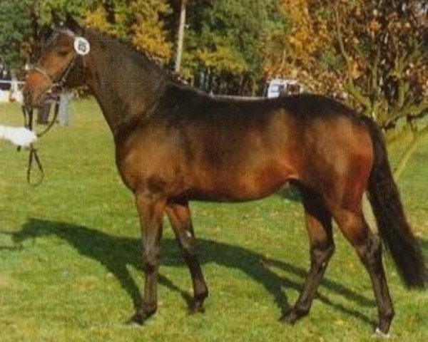 stallion Mozart (German Sport Horse, 1990, from Marquis AA)