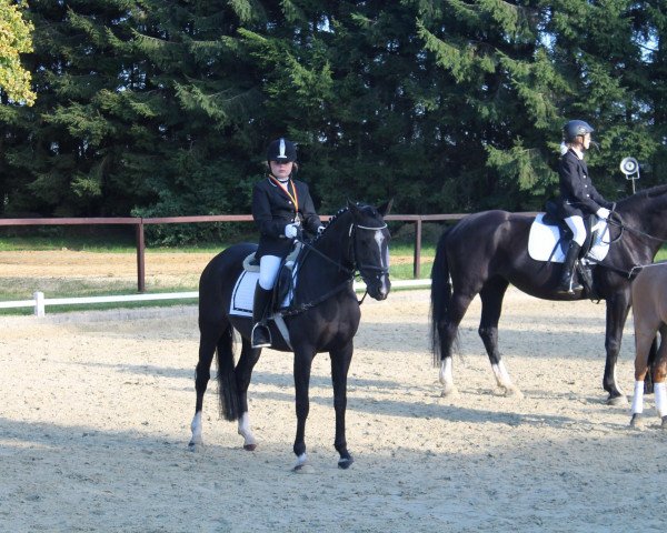 jumper Milva (German Riding Pony, 2003, from Medoc) jumper Milva (German Riding Pony, 2003, from Medoc)