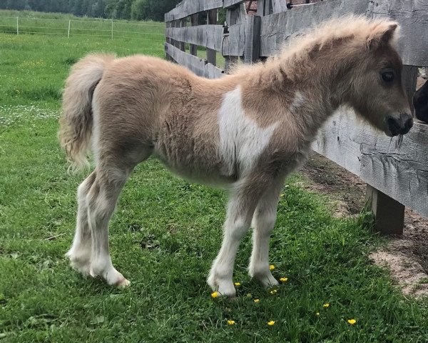 Zuchtstute Dorosalas Apple Bloom (Shetland Pony (unter 87 cm), 2021, von Yago von der Klia)