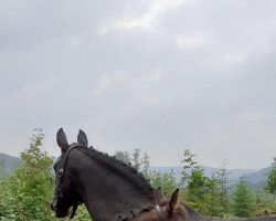 horse Falco (Westphalian, 2021, from Flavis)