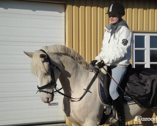 Pferd Hoejvangs Mr. Snowflake (Palomino, 2007, von Kaergaardens Margaux)