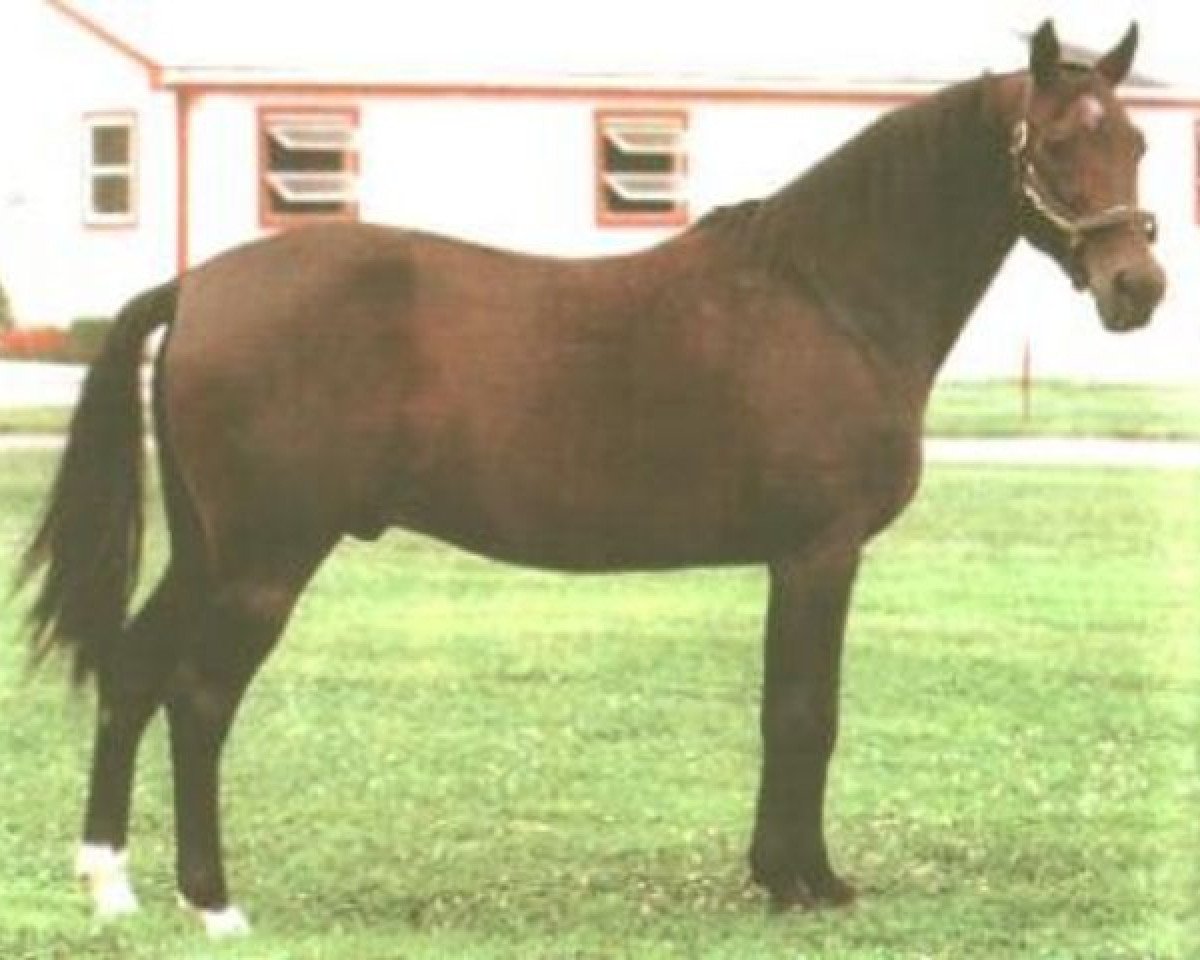 stallion Speedy Somolli 155AS (US) (American Trotter, 1975, from Speedy Crown 9498H (US))