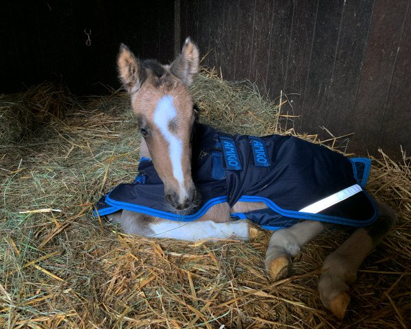 horse Neverending Dream P (German Riding Pony, 2022, from LH Nonplusultra DW)