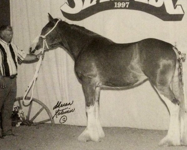 Pferd Willoway Maggie (Clydesdale, 1996, von Greendykes Inspiration)