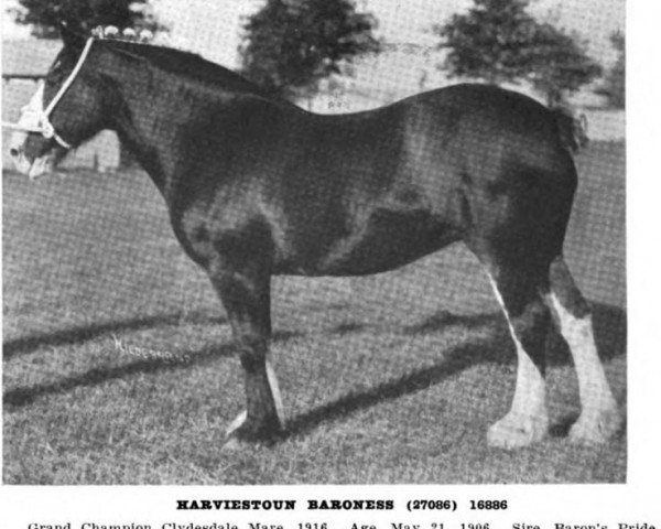 broodmare Harviestoun Baroness (Clydesdale, 1906, from Baron's Pride 9122) broodmare Harviestoun Baroness (Clydesdale, 1906, from Baron's Pride 9122)