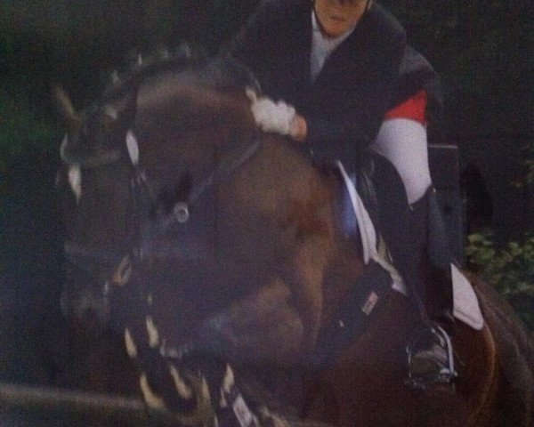 dressage horse Luxo Magic (Oldenburg, 1997, from Liberty Life 125 FIN)