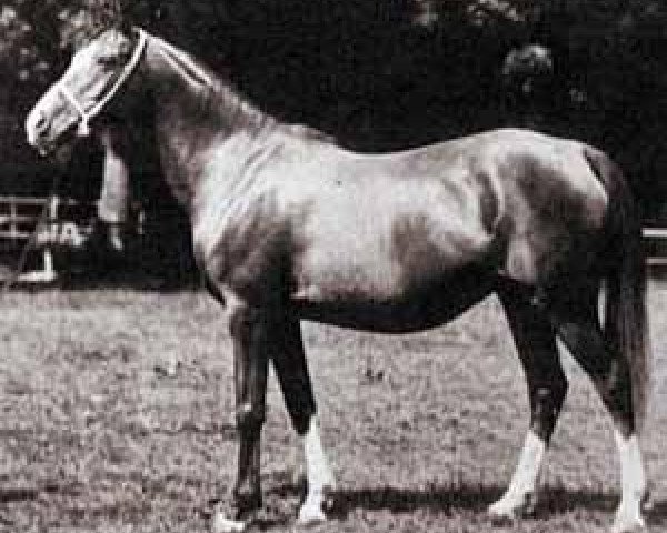 broodmare Rythma EAO (Arabian purebred, 1914, from Berk 1903 ox)