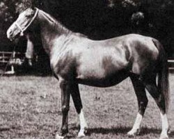 broodmare Rythma EAO (Arabian purebred, 1914, from Berk 1903 ox)
