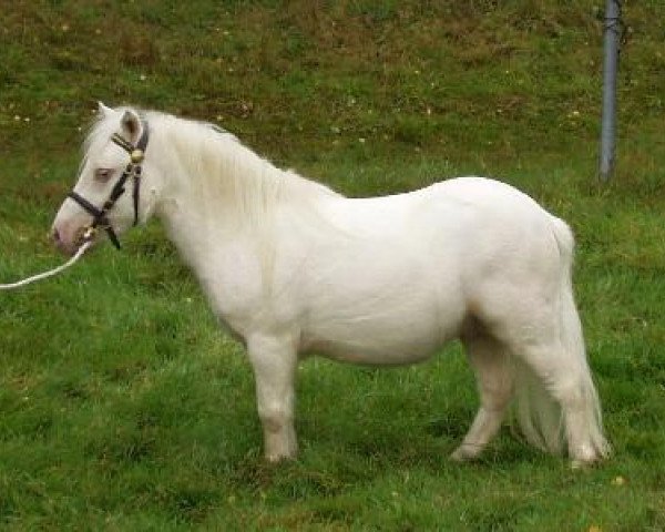 stallion Highlight vom Ellernbrook (Shetland pony (under 87 cm), 2006, from Harvey vom Ellernbrook) stallion Highlight vom Ellernbrook (Shetland pony (under 87 cm), 2006, from Harvey vom Ellernbrook)