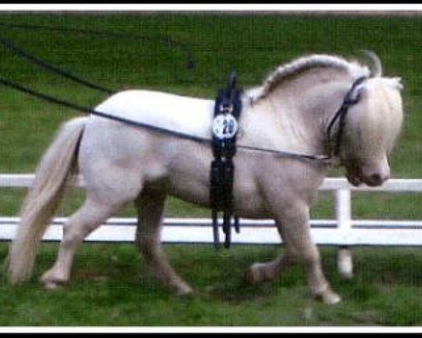 Deckhengst Fleetwood Ley Poppstar (Shetland Pony (unter 87 cm), 2003, von Athelney Phantom) Deckhengst Fleetwood Ley Poppstar (Shetland Pony (unter 87 cm), 2003, von Athelney Phantom)