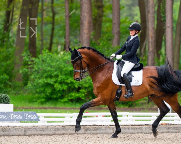dressage horse Janosch 656 (German Sport Horse, 2007, from Glock's Johnson Tn)