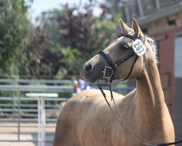 broodmare Paradies von der Wiesharde (German Riding Pony, 2017, from Dance Star AT NRW)