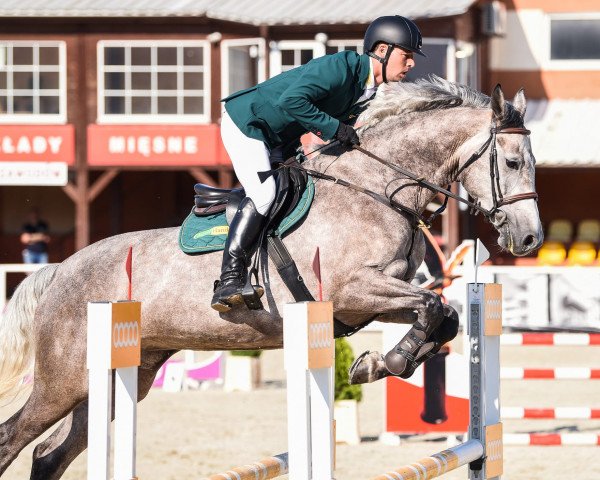horse Nefretete L (Westphalian, 2017, from Vulkan L)