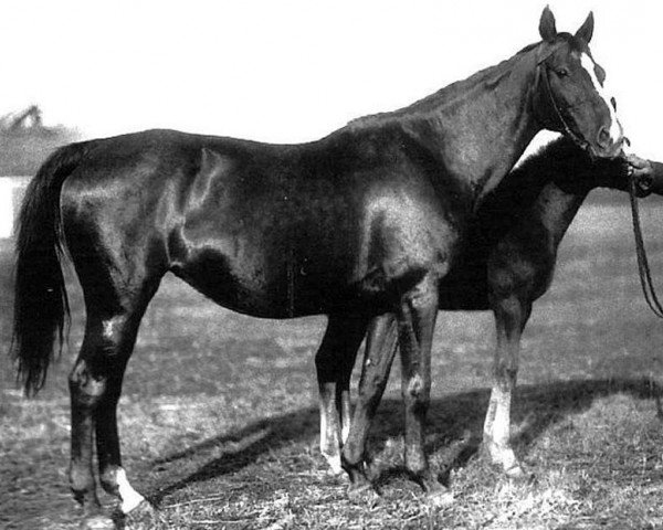 broodmare Saint Macheza xx (Thoroughbred, 1913, from Saint Simon xx)