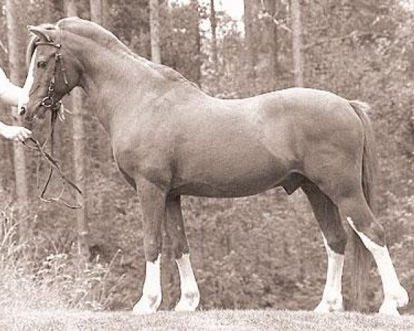 Deckhengst Hellekis Timjan (Welsh Pony (Sek.B), 1970, von Cawdor Hywel)
