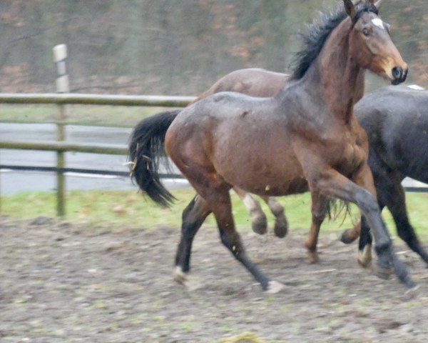 horse Global Feliciano PST (Westphalian, 2020, from Global Player OLD)