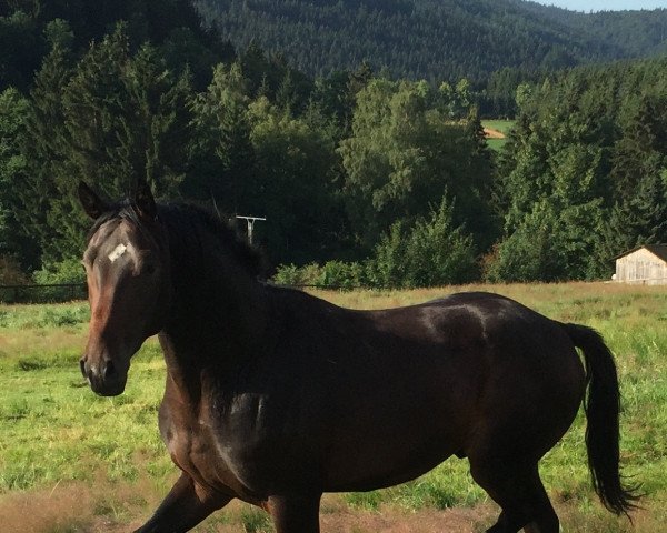 Pferd Wisdom's High Spirit (Rheinländer, 2014, von Wisdom)