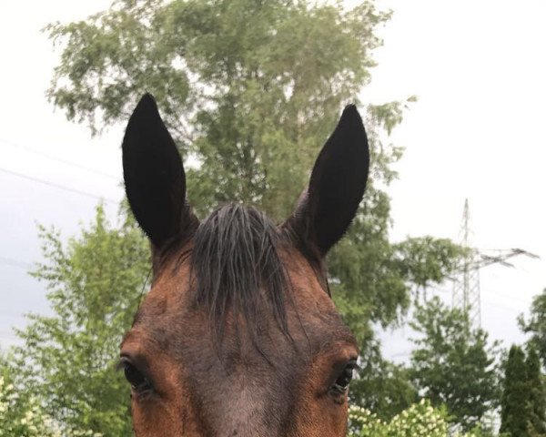 horse Schabernack 24 (Oldenburg, 1999, from Lord Pezi)