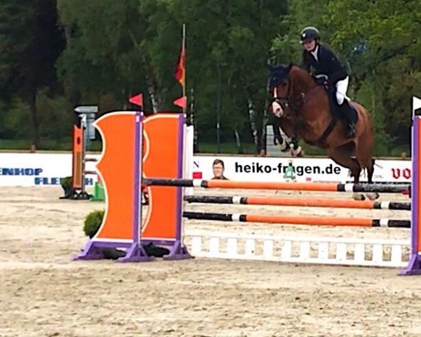 broodmare Commissaria (Hanoverian, 2014, from Commissario)