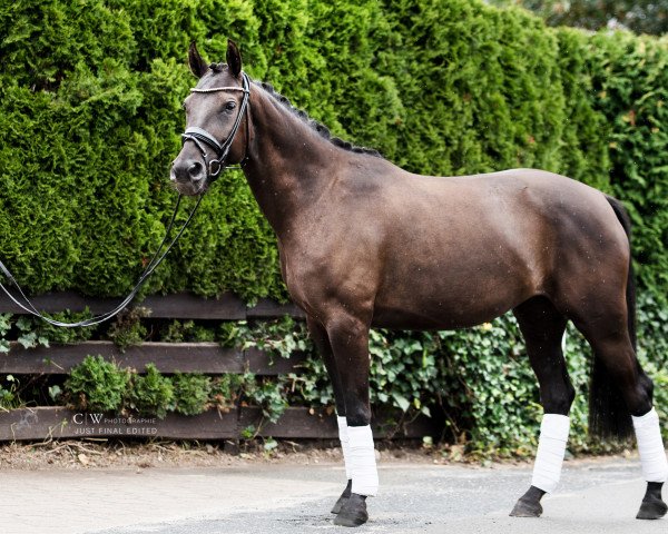 Springpferd El Safira (Kleines deutsches Reitpferd, 2014, von El Kayr) Springpferd El Safira (Kleines deutsches Reitpferd, 2014, von El Kayr)