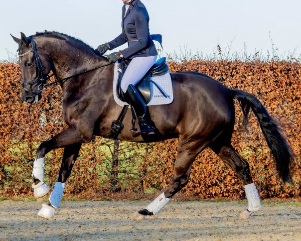 horse Next Generation-ST (KWPN (Royal Dutch Sporthorse), 2018, from Ferdinand)