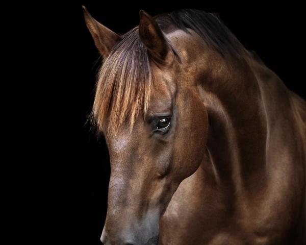 Dressage horse Sterling 40 (Oldenburger, 2011, from Swarovski)