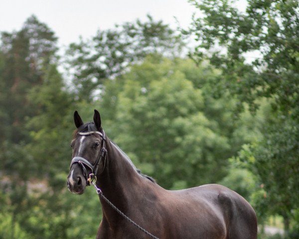 Pferd Rangelino de Tiji (Belgisches Warmblut, 2017, von Tangelo van de Zuuthoeve)
