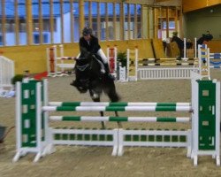 jumper CELLESTRA 4 (Mecklenburg, 2011, from Cellestial)