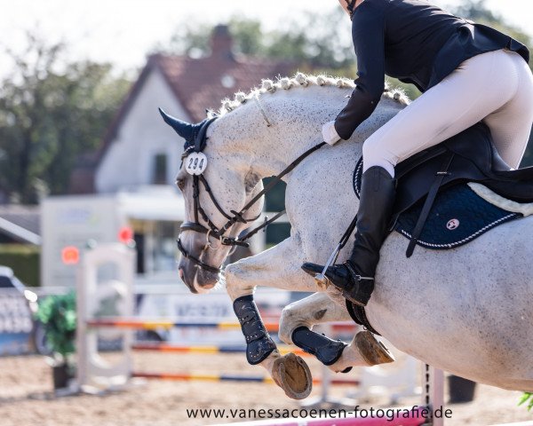 Springpferd Mona (Polnisches Warmblut, 2004)
