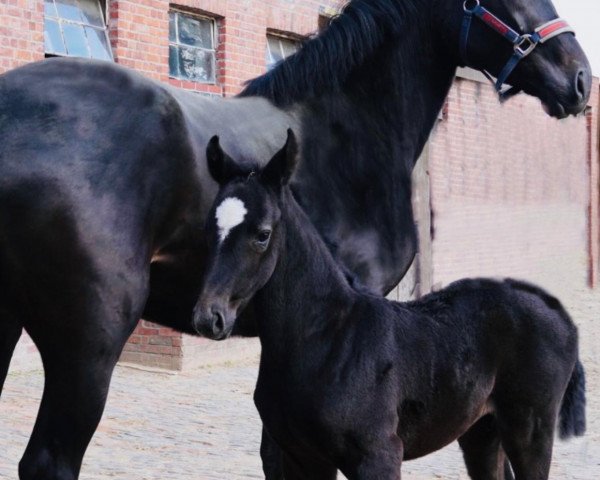 Pferd Hengst aus 2021 (Hannoveraner, 2021, von K.i Checkter)