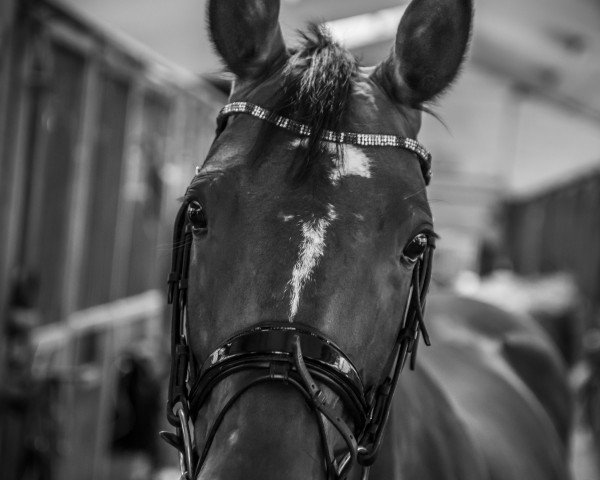 horse Sweet Sensation (Westphalian, 2013, from Surprice)