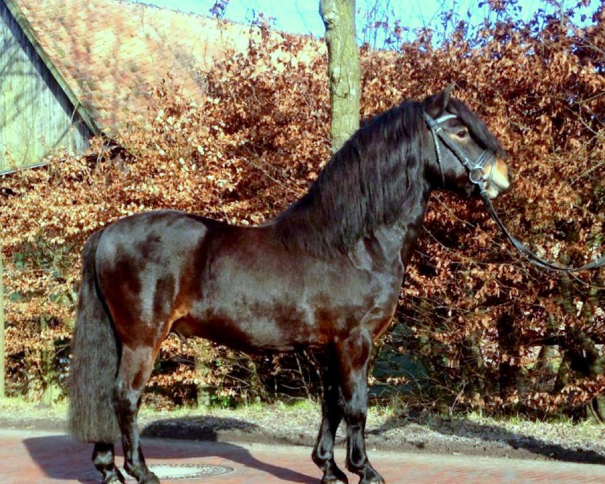 stallion Rockwater Sunstar (Dartmoor Pony, 2006, from Lanfield Sorenth)