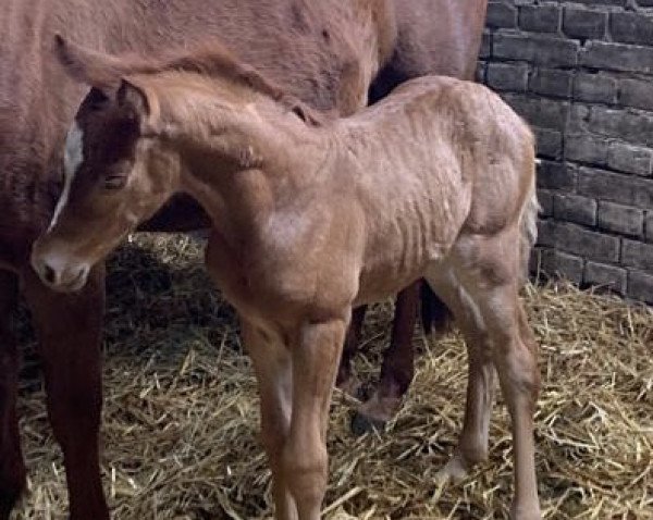 Pferd GS Golden Touch III (Deutsches Reitpony, 2022, von FS Golden Highlight)