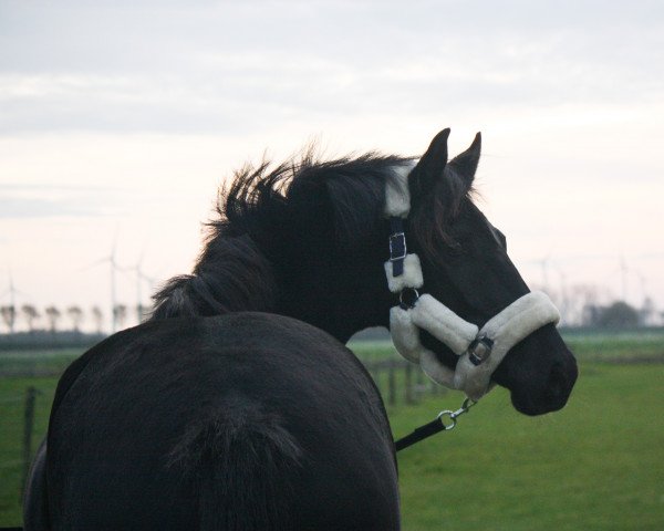 jumper Margaux (KWPN (Royal Dutch Sporthorse), 2017, from Franklin)