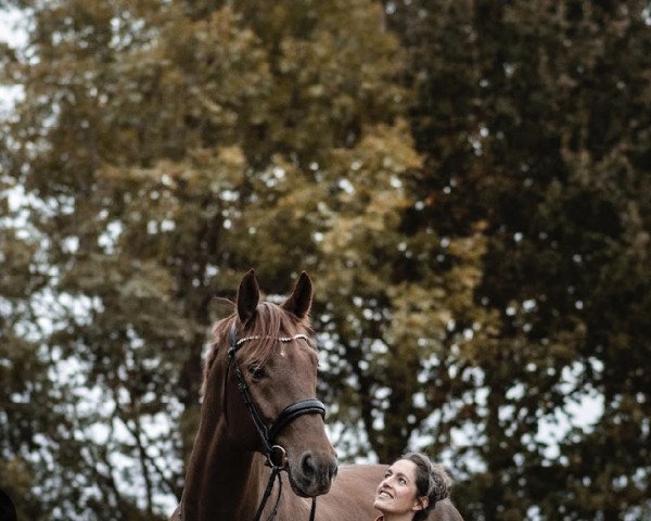 horse Skywalker FN (Westphalian, 2019, from Sensation)