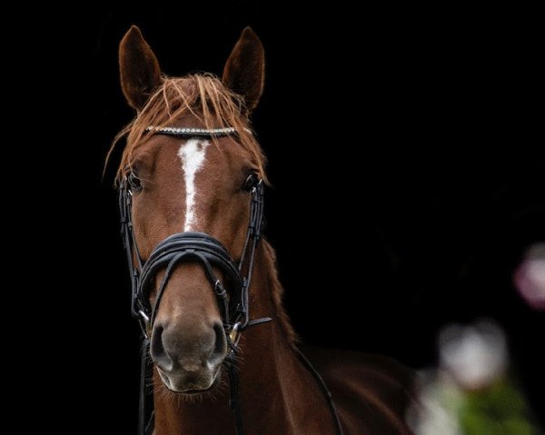 horse Halcyon Days (Oldenburg, 2019, from Henkie)