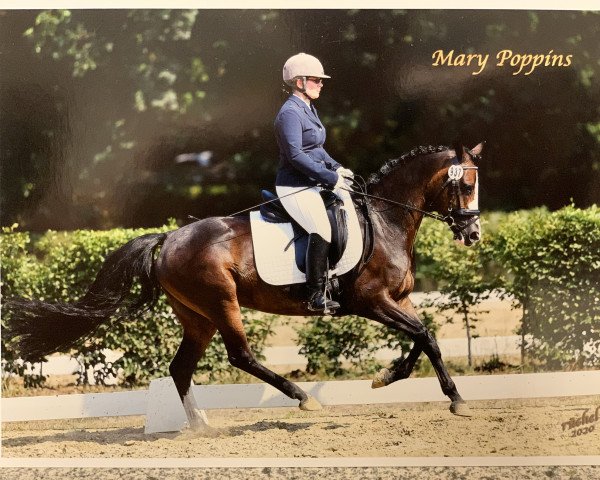 Zuchtstute Mary Poppins 71 (Deutsches Reitpony, 2010, von Greylight) Zuchtstute Mary Poppins 71 (Deutsches Reitpony, 2010, von Greylight)