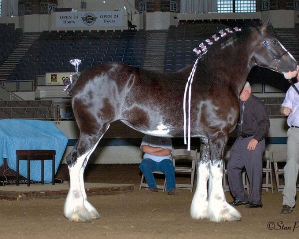 broodmare Wolf Mound's Brilliant Onyx (Clydesdale, 2006, from Armageddon's Lord Elijah)