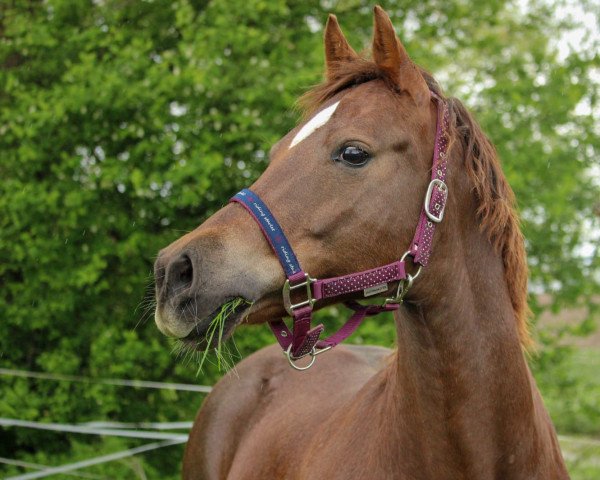 horse Shania 28 (German Riding Pony, 2007, from Unbekannt Pony) horse Shania 28 (German Riding Pony, 2007, from Unbekannt Pony)