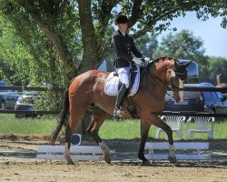 broodmare Cesana 4 (Westphalian, 2006, from Collin L)