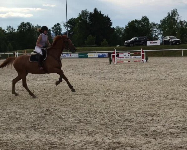 Reitturnier Münsingen 2018