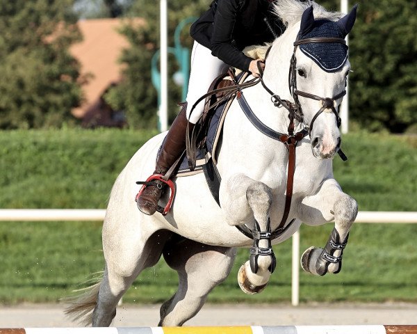 Zuchtstute Noreen Von Whitemoon CH (Schweizer Warmblut, 2017, von Cornet Obolensky)