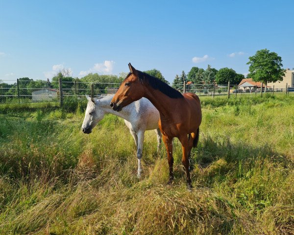 Pferd Kleine Heidi (Deutsches Sportpferd, 2019, von Kasanova de La Pomme)