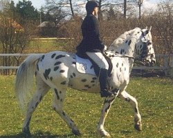 Deckhengst Charmeur Af Langesminde (Knabstrupper, 1982, von Dancan's Sun Spot) - Charmeur Af Langesminde Spotted