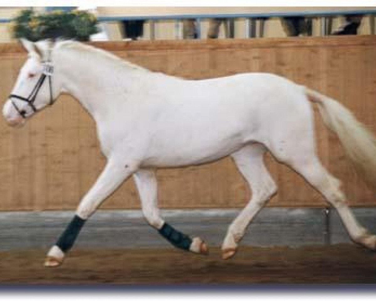 stallion Little Holiday (Knabstrupper, 1998, from Hamlet Frydenlund)