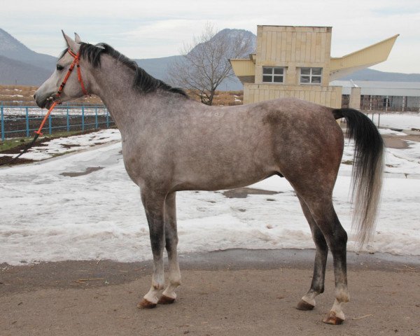 Pferd Velaskes 2009 ox (Vollblutaraber, 2009, von Kamelot 2000 ox)